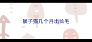 狮子猫几个月出长毛