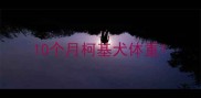10个月柯基犬体重