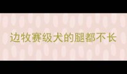 边牧赛级犬的腿都不长