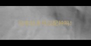 拉布拉多可以配种吗
