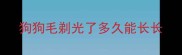 狗狗毛剃光了多久能长长