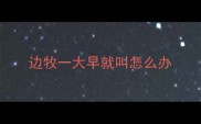 边牧一大早就叫怎么办