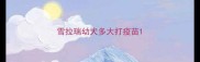 雪拉瑞幼犬多大打疫苗