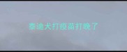 泰迪犬打疫苗打晚了