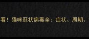 铲屎官必看猫咪冠状病毒全症状周期护理全攻略