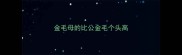 金毛母的比公金毛个头高
