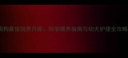 狗狗最佳饲养月龄科学喂养指南与幼犬护理全攻略