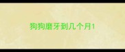 狗狗磨牙到几个月