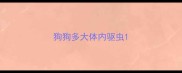 狗狗多大体内驱虫