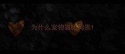为什么宠物猫比狗贵