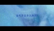 金毛牙齿多久换完