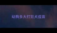 幼狗多大打狂犬疫苗