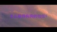 怎么取得狗狗的信任