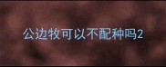公边牧可以不配种吗