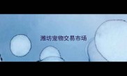 潍坊宠物交易市场