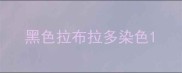 黑色拉布拉多染色