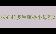拉布拉多生殖器小母狗