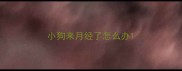 小狗来月经了怎么办