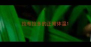 拉布拉多的正常体温