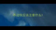 养边牧应该注意什么