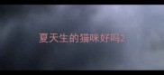 夏天生的猫咪好吗