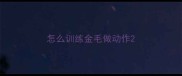怎么训练金毛做动作