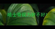 哈士奇视力好不好