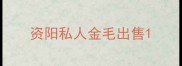 资阳私人金毛出售