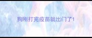 狗刚打完疫苗就出门了