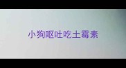 小狗呕吐吃土霉素