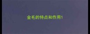 金毛的特点和作用