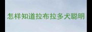怎样知道拉布拉多犬聪明