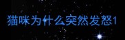 猫咪为什么突然发怒