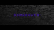 多大的金毛可以生育