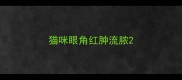 猫咪眼角红肿流脓
