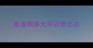 泰迪狗多大可以带出去