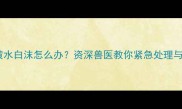 猫咪呕吐黄水白沫怎么办资深兽医教你紧急处理与预防指南
