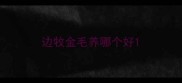 边牧金毛养哪个好