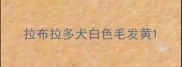 拉布拉多犬白色毛发黄