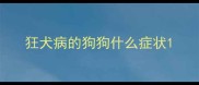 狂犬病的狗狗什么症状