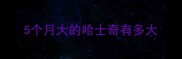 5个月大的哈士奇有多大