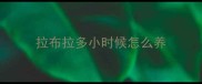拉布拉多小时候怎么养