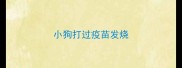 小狗打过疫苗发烧