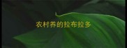 农村养的拉布拉多