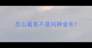 怎么看是不是纯种金毛
