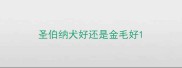 圣伯纳犬好还是金毛好