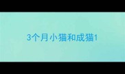 3个月小猫和成猫