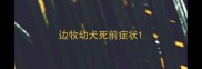 边牧幼犬死前症状