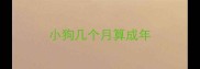 小狗几个月算成年