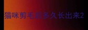猫咪剪毛后多久长出来